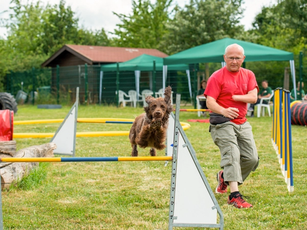 Ein brauner Hund springt dynamisch über ein gelb-blaues Agility-Hindernis, daneben ein Mann im roten T-Shirt.
